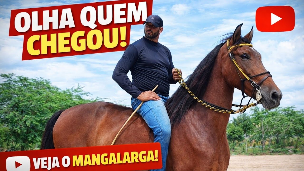 Feira de cavalo de Altinho, Cavalo mangalarga, top de luxo #cavalo 