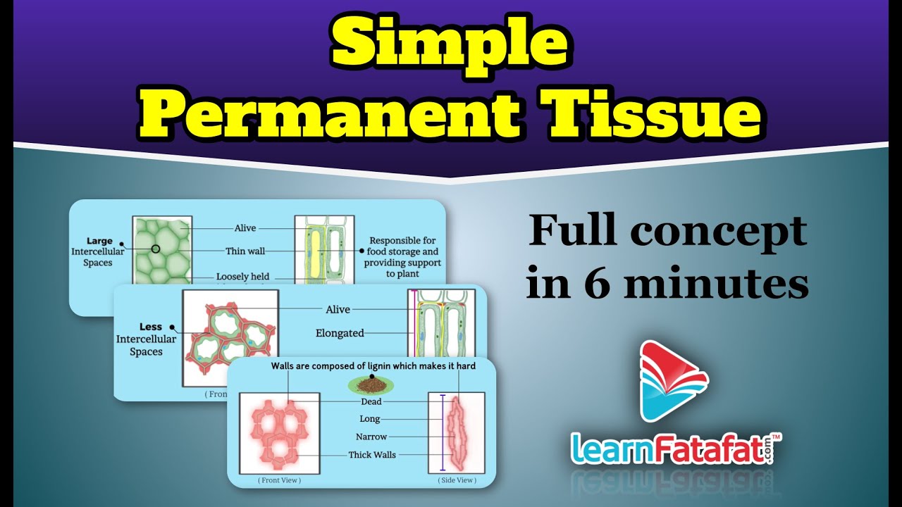 Class 9 Science Tissues - Simple Permanent Tissue - LearnFatafat