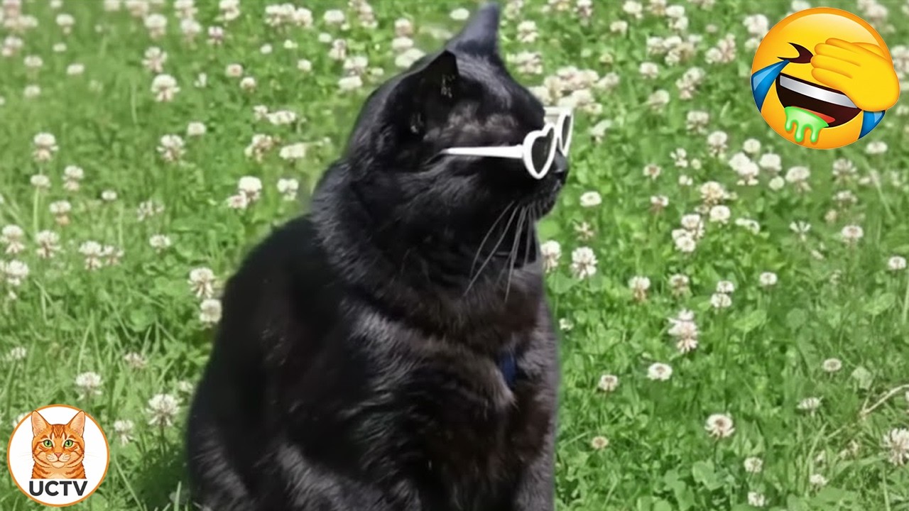 New Funniest Cats Videos 😼Try Not To Laugh😜Daily Serving of Internet Cats Part 16