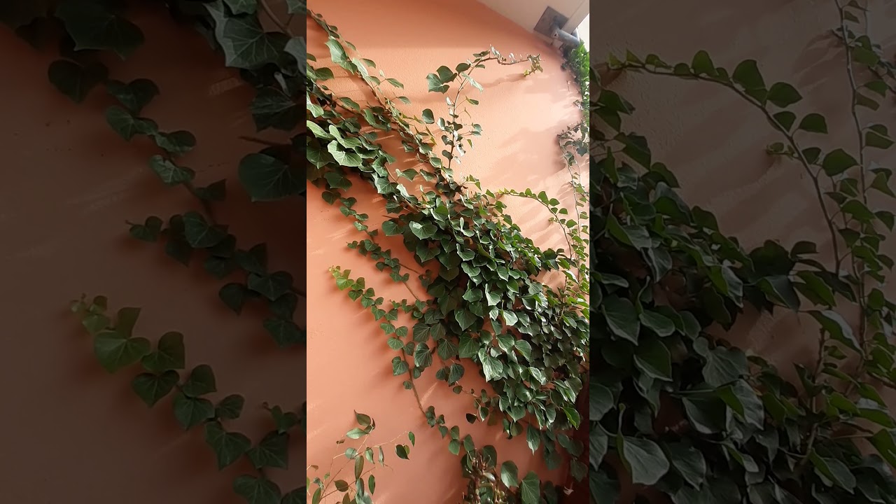 🌿🌵🌬Reiki for fresh, clean, natural, healthy and healing air in your living and working environment 🩺