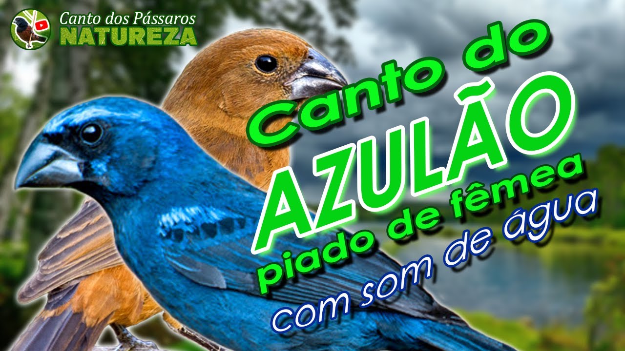 AZULÃO RAPA COCO CANTO, PIADO DA FÊMEA(som de cachoeira)