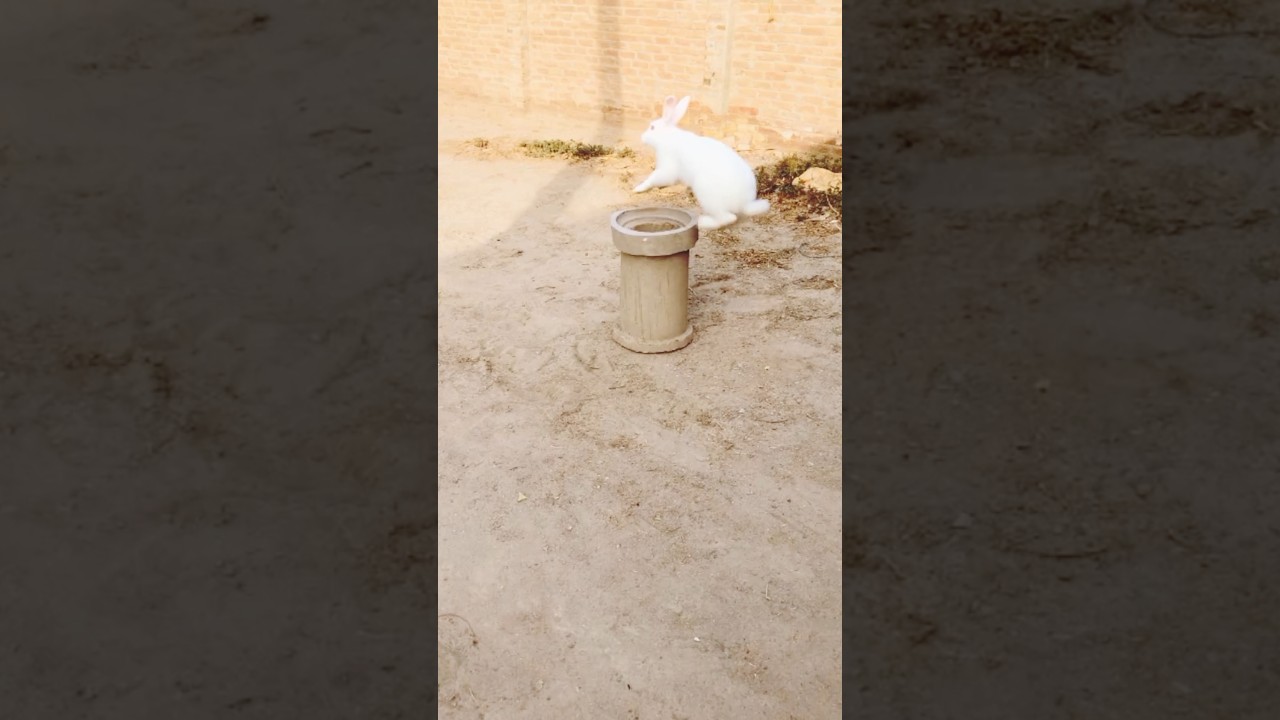 Allah #new #beautiful #news #trending #shortsfeed #viral #youtubevideo#lion #today #news
