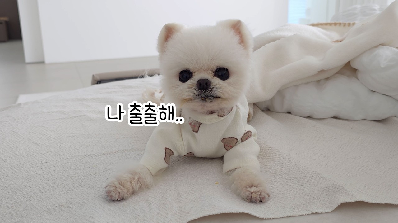 Этот удивительный щенок ненавидит мясо, но обожает овощи.