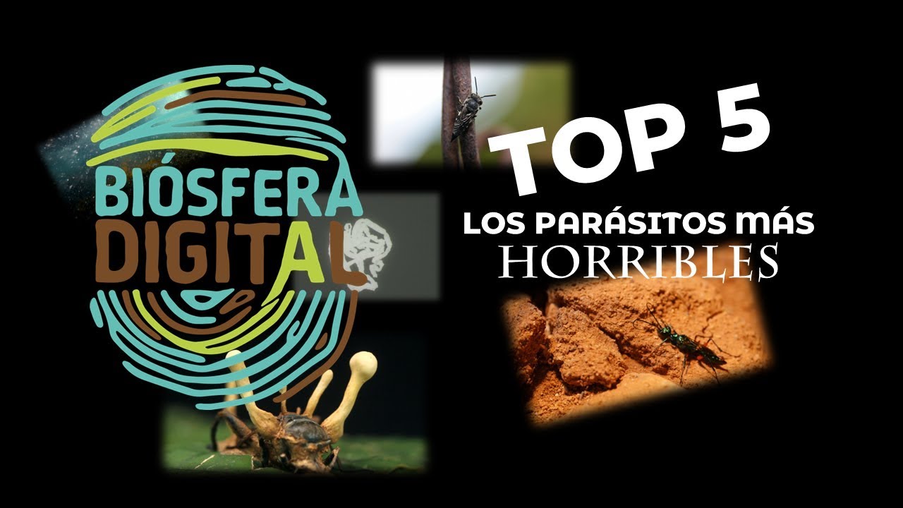 TOP 5 Los par&aacute;sitos m&aacute;s horribles del planeta