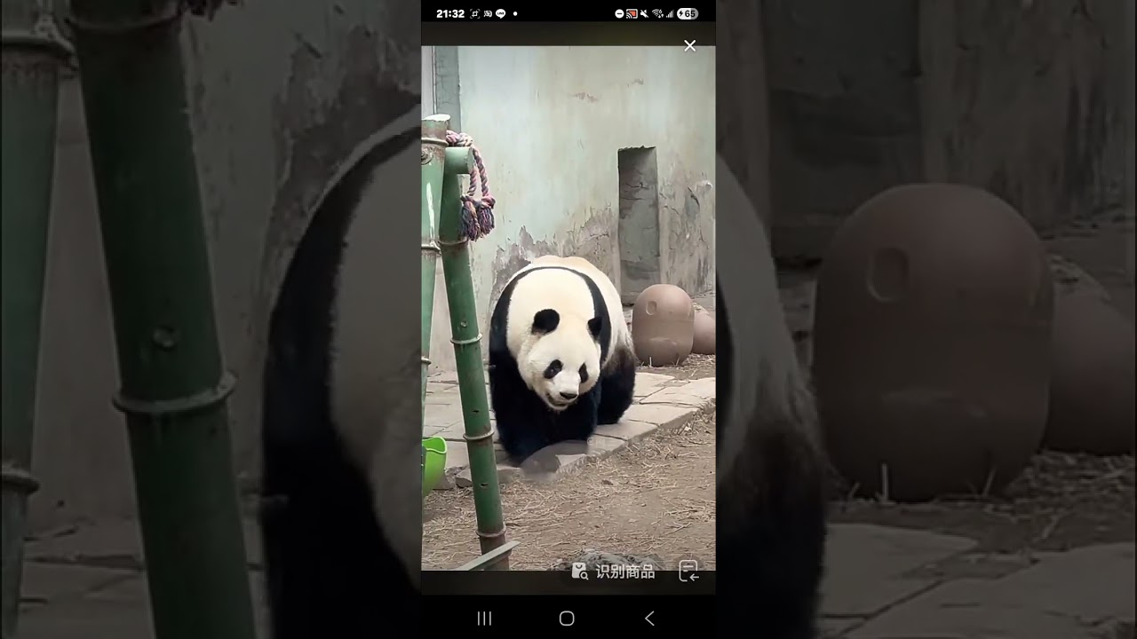 阿三看熊貓錄頻分享🐼 3月17號 小萌蘭日常 下午3點多出來活動