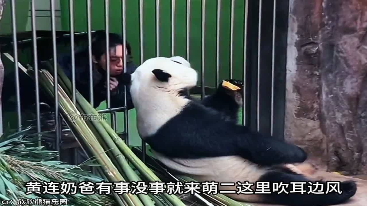 人教版的大熊猫萌二童年到底有多心酸