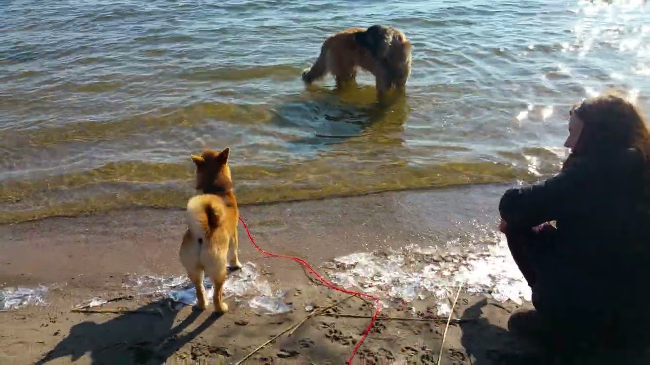Lisko Shiba