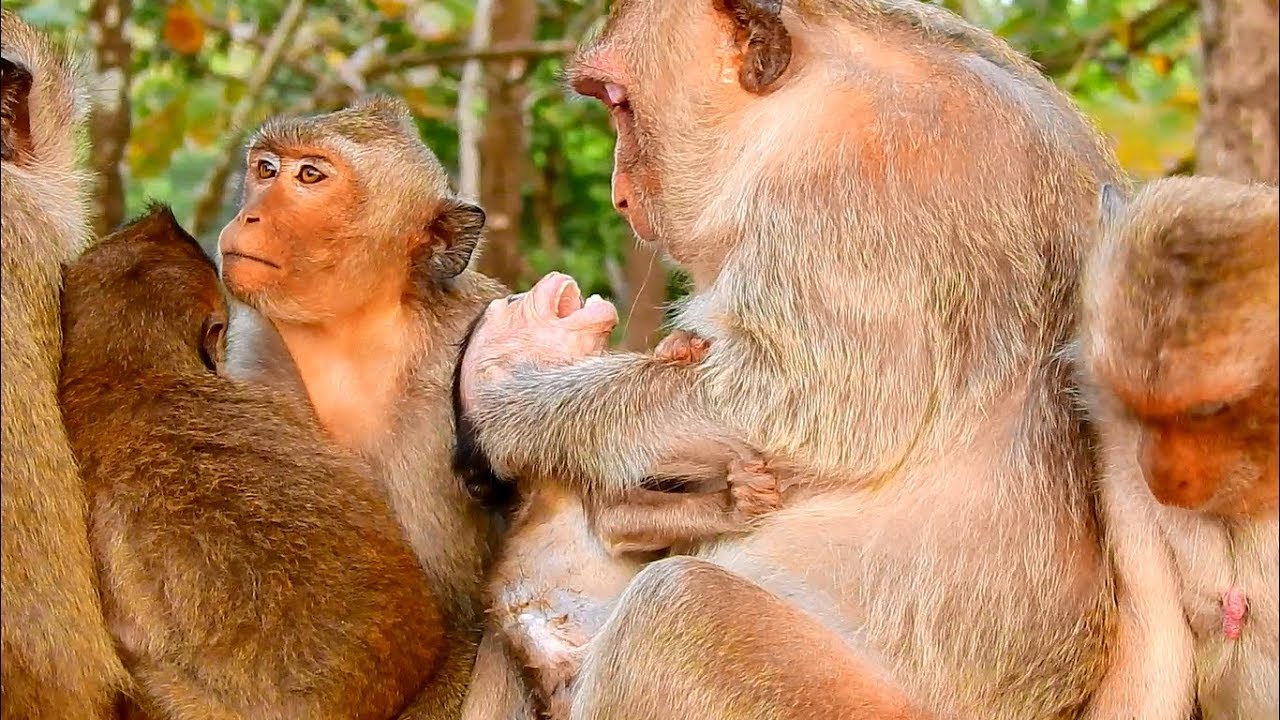 Very nasty mom Amara werning her poor baby Amy extremely, Pity Amy try to move out from mom