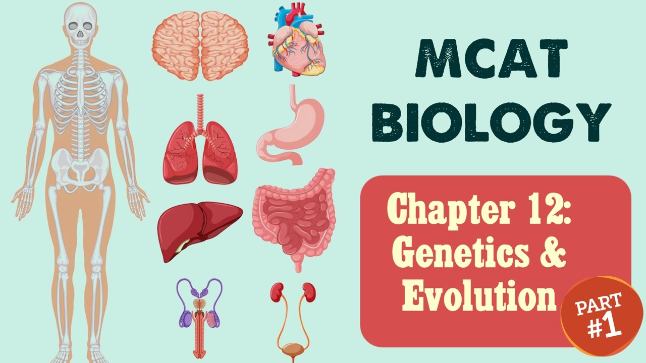 Биология для MCAT: Глава 12 - Генетика и эволюция (1/2)