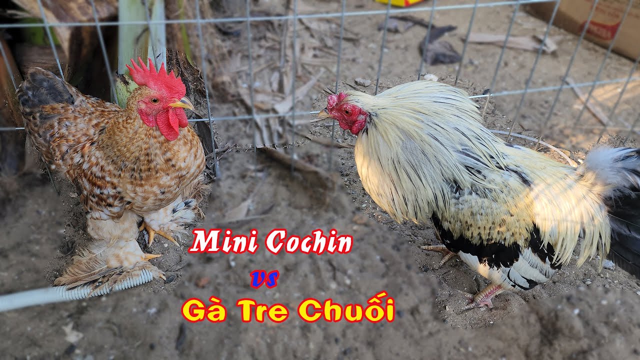 Thử Phản Ứng Gà Tre Chuối Với Gà Mini Cochin Khi Mặt Đối Mặt Nhau | Tuấn Nghịch TV