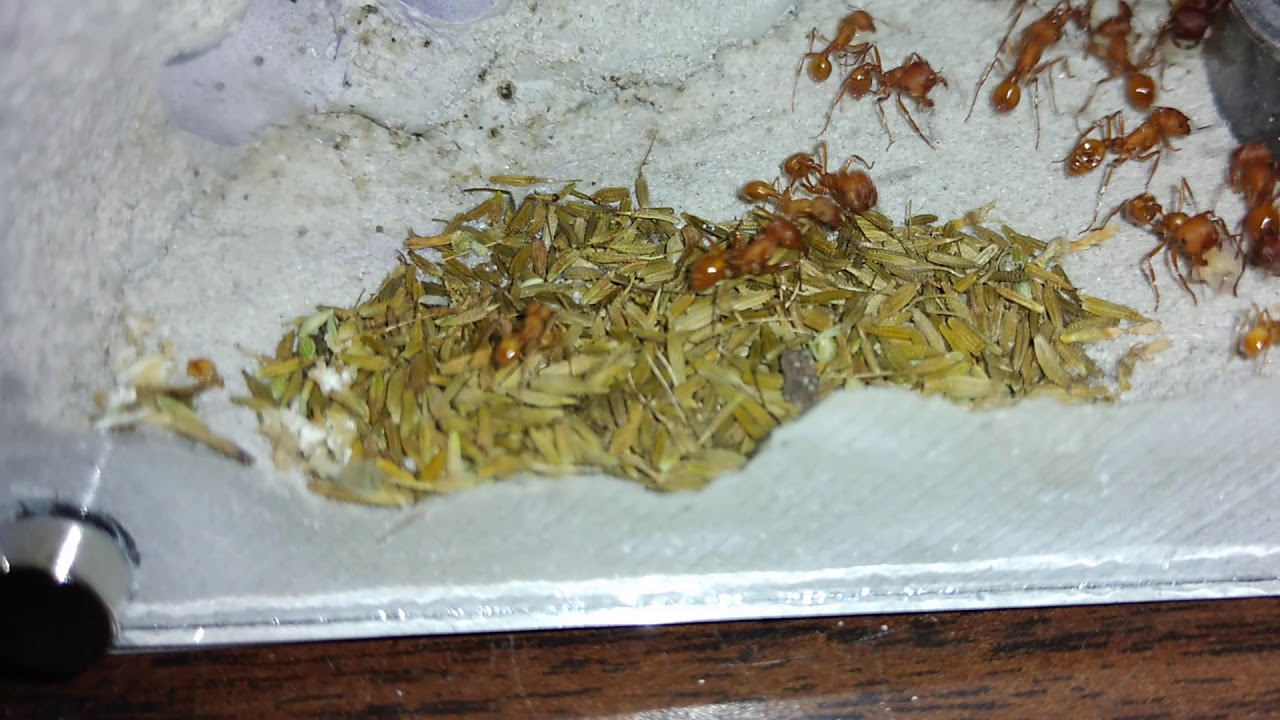 What to Expect from Pogonomyrmex Occidentalis