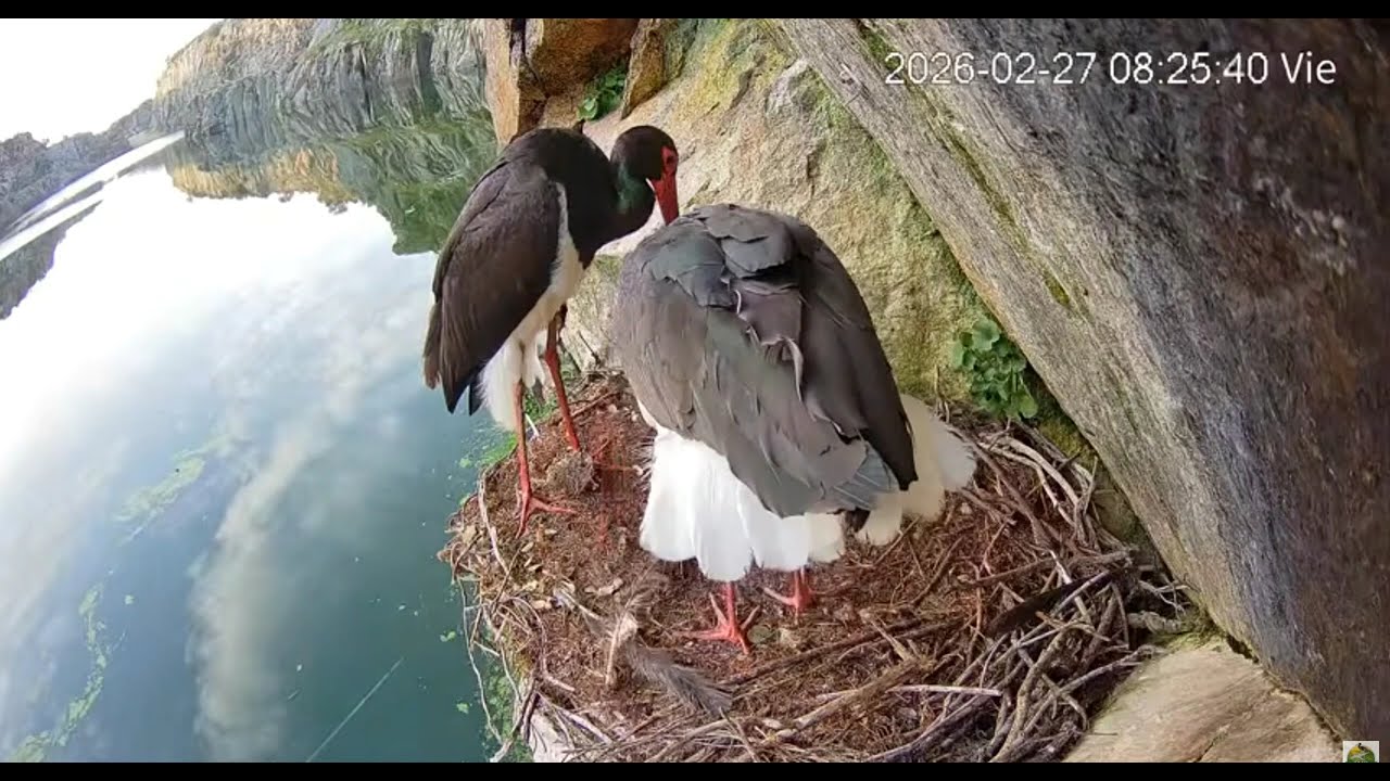 Tajo/ES          ❤️Black storks return to the nest | 2026 Season.