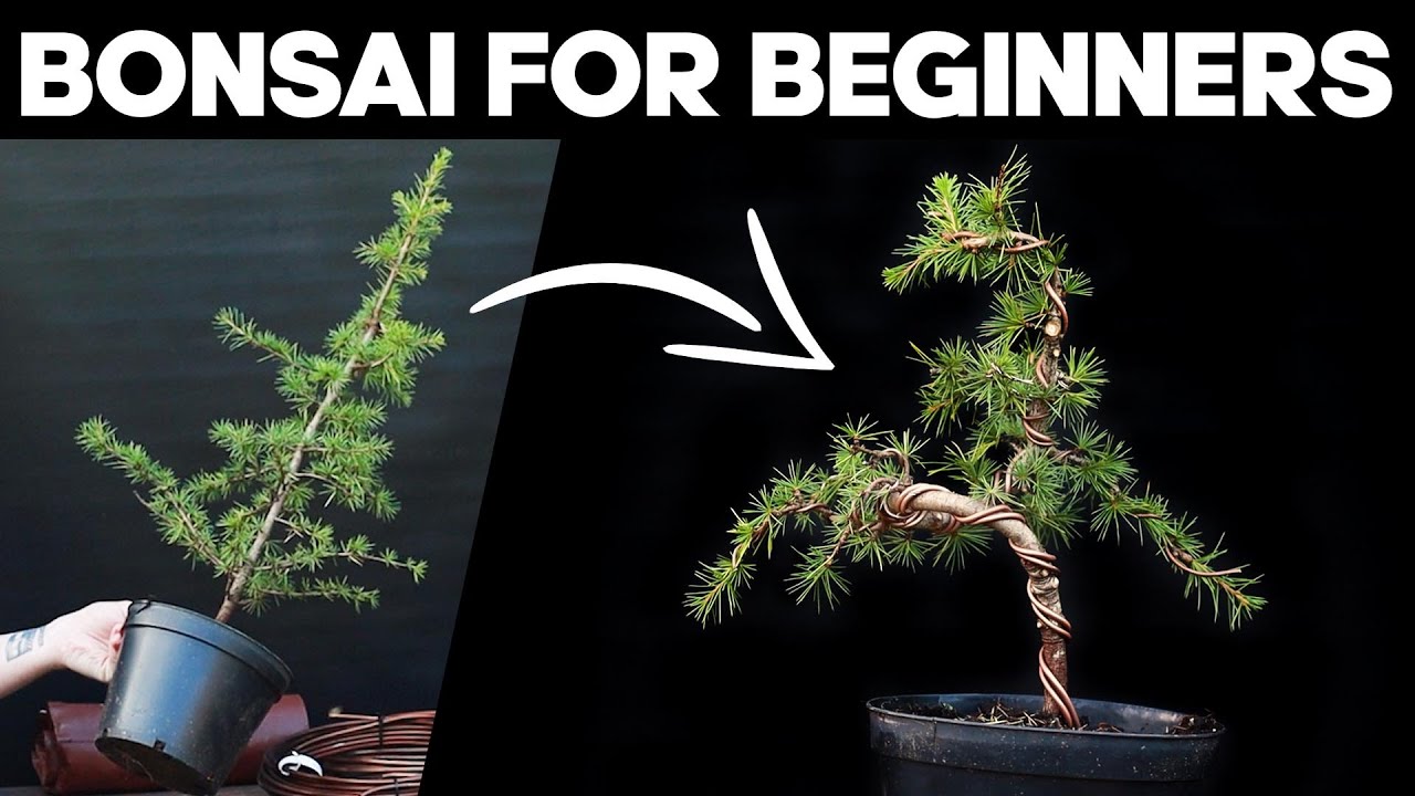 Как сделать бонсай для начинающих 🌲*ЛЕГКО*