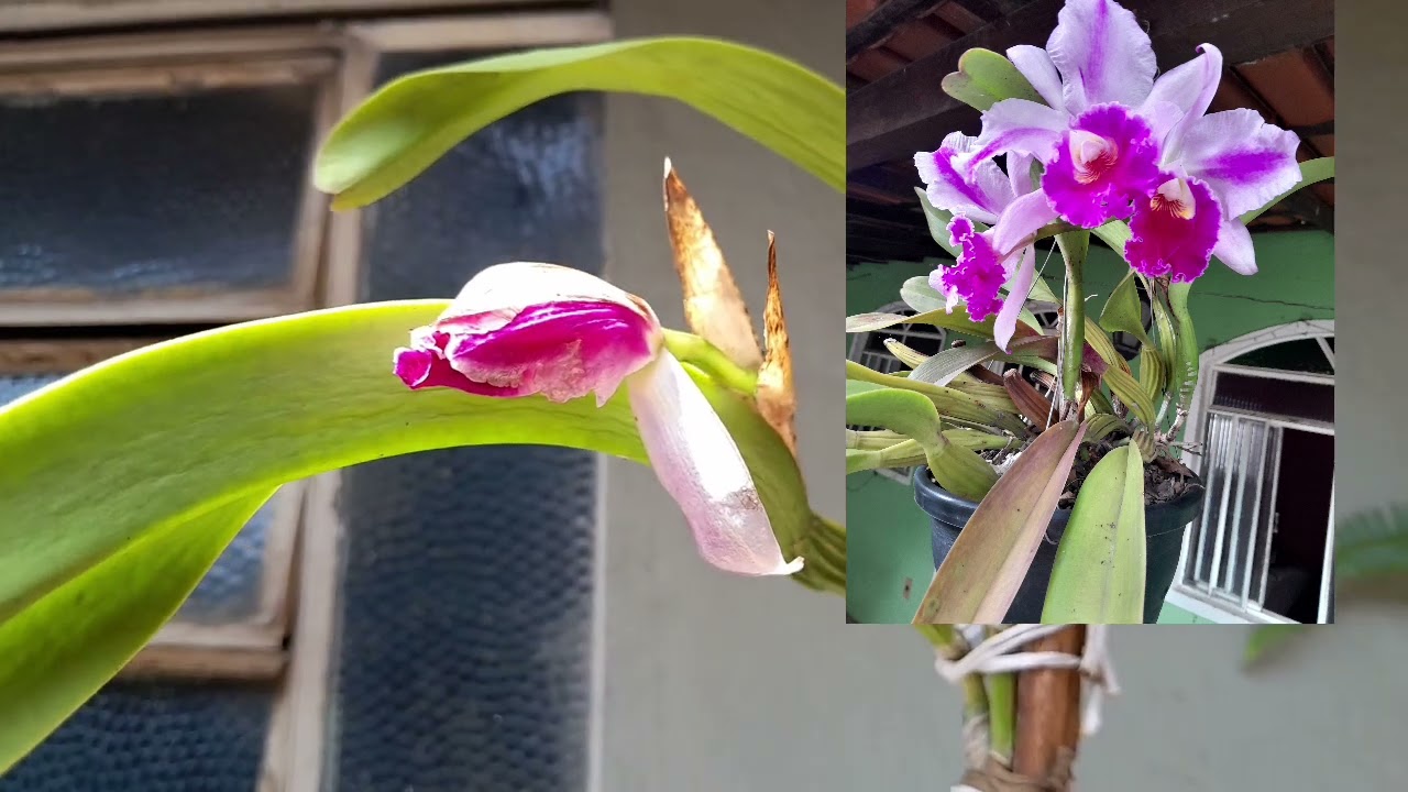 Orquídea com canela seca! Floração da morte!