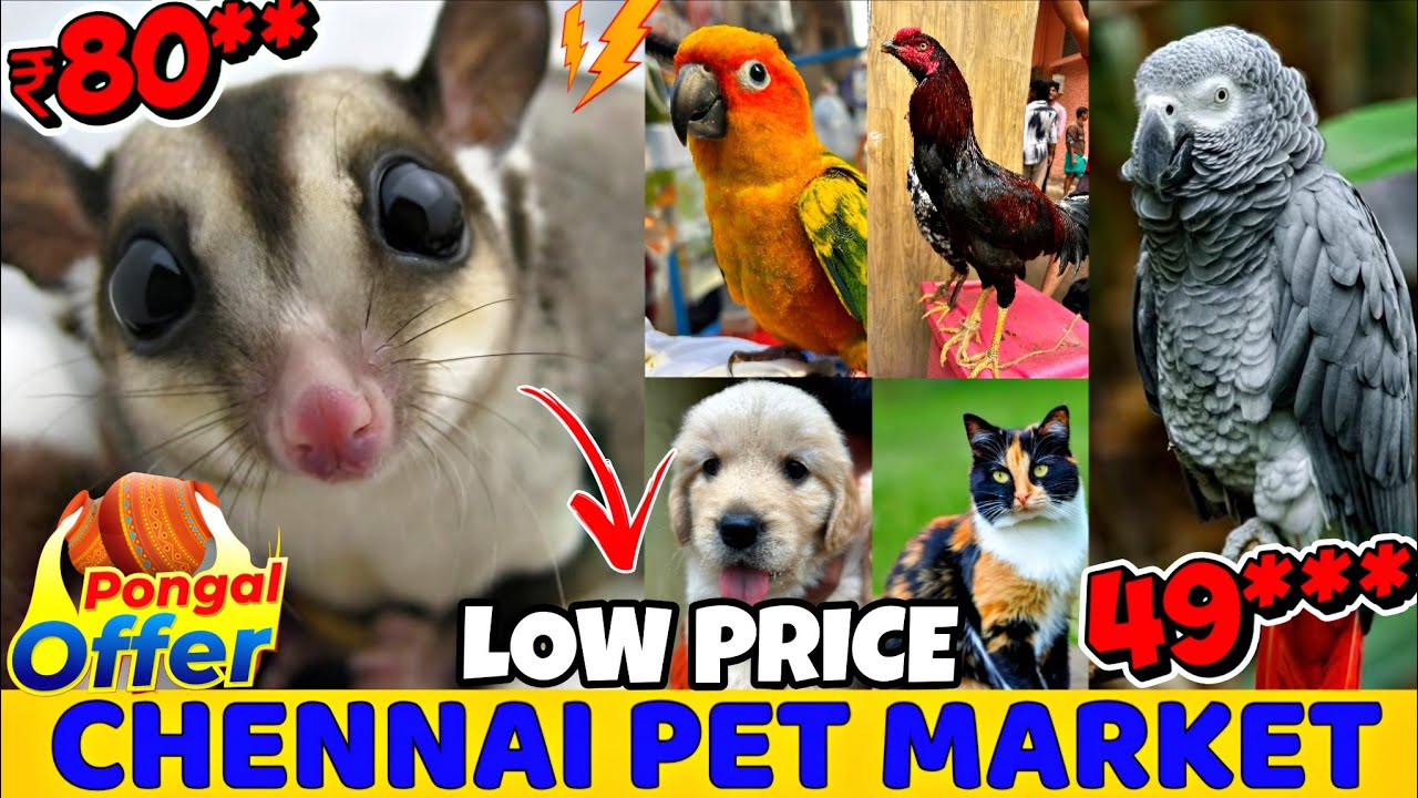 Chennai Broadway Pet Market 🐶Pongal Offer 😍 | Lowest Price Pets🔥#petlovers 