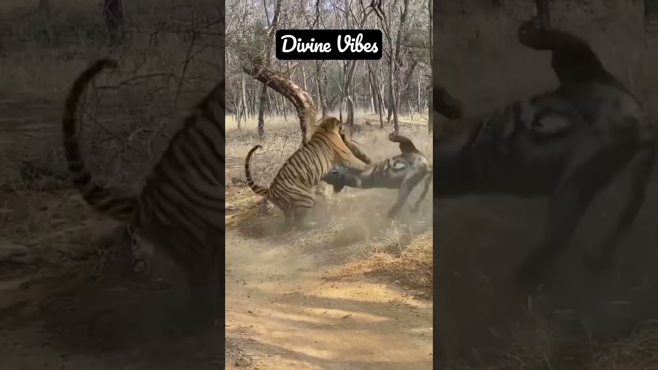 Tigers fighting on road @ Bandipur forest Tiger Sanctuary | Bandipur jungle 