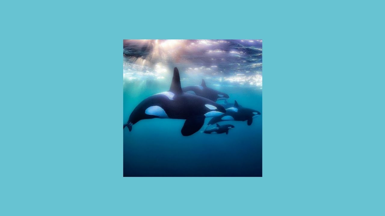 Nightcore/sped up - Killer Whales (Smallpools)