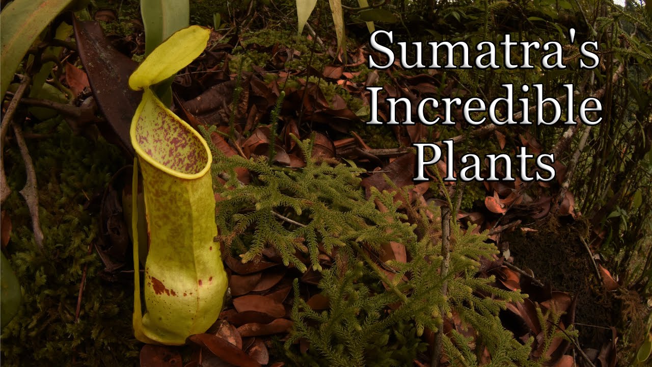 In Search of Sumatra's Incredible Plants and Other Wildlife (Part Two)