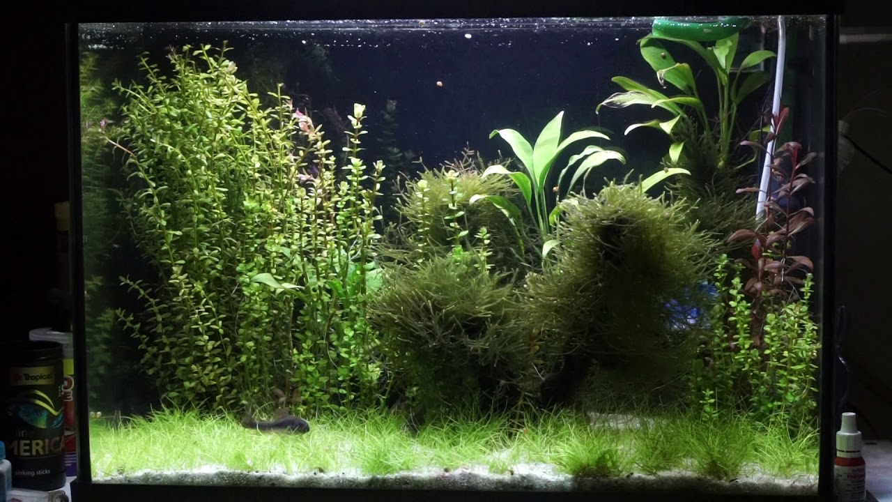 Pete's tank after UV lamp