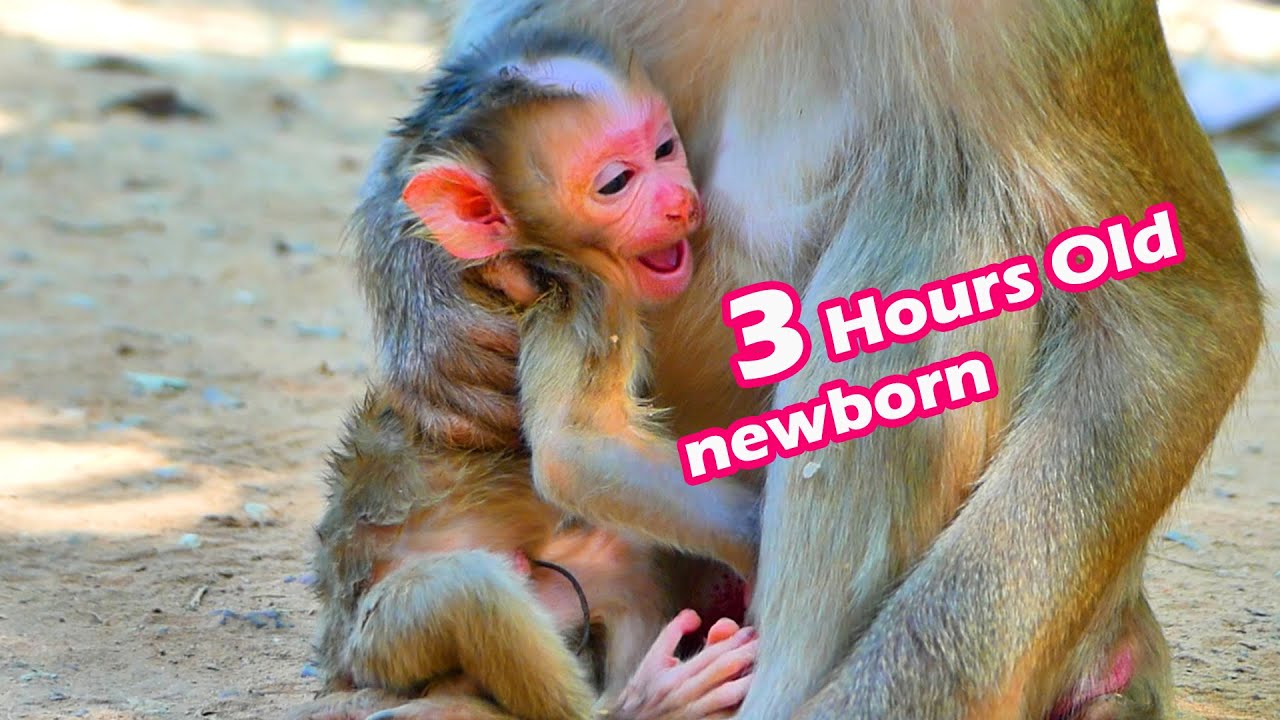 Primate monkey.../Sweet newborn is just 3 hours old..../Beautiful life baby.../Nice clip