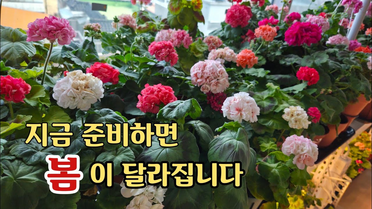 분갈이 없이 흙 상태를 개선하는 복토 관리 / 제라늄 봄 준비 / 베란다 가드닝
