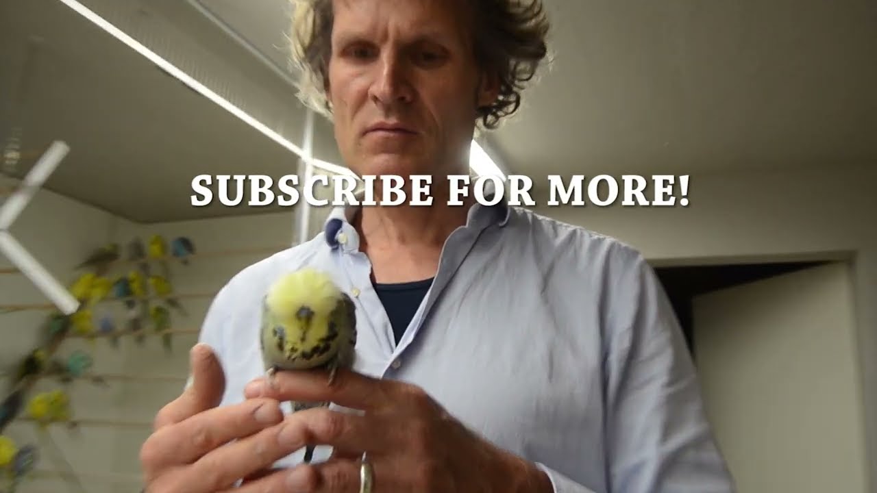WORLD TOP CLASS BUDGIES! BEST BIRDS VIDEO SELECTION! BUDGIE PLANET 