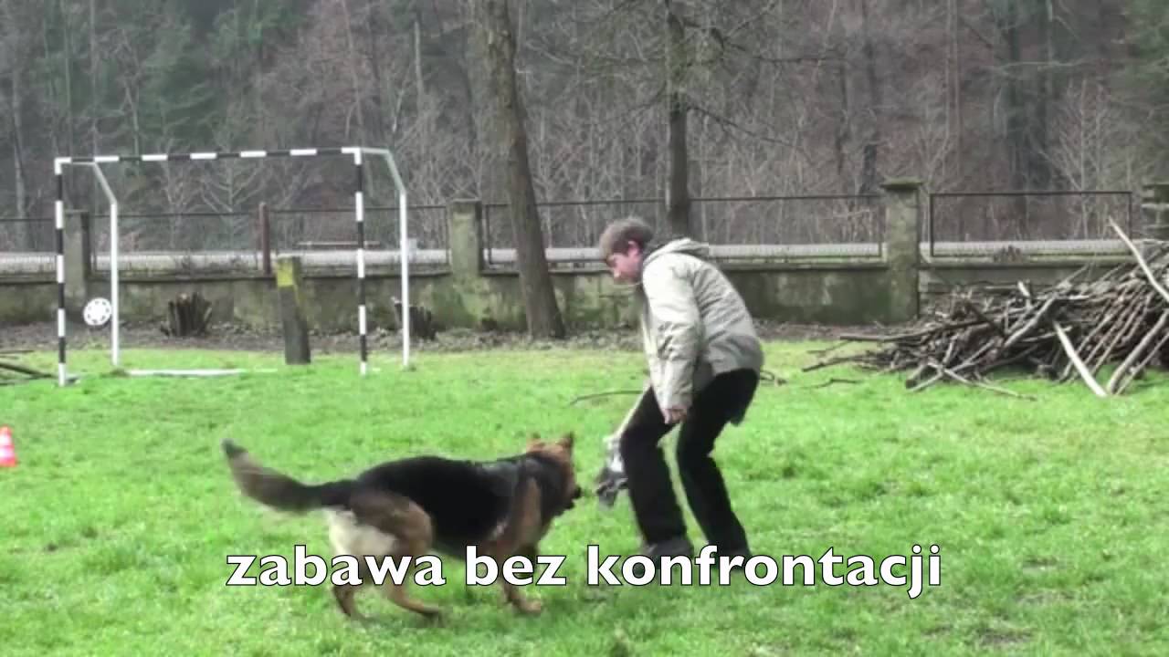 Owczarek - problem z przywołaniem