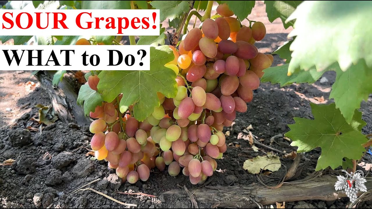 Why Grapes Taste SOUR and How to Make Them SWEET