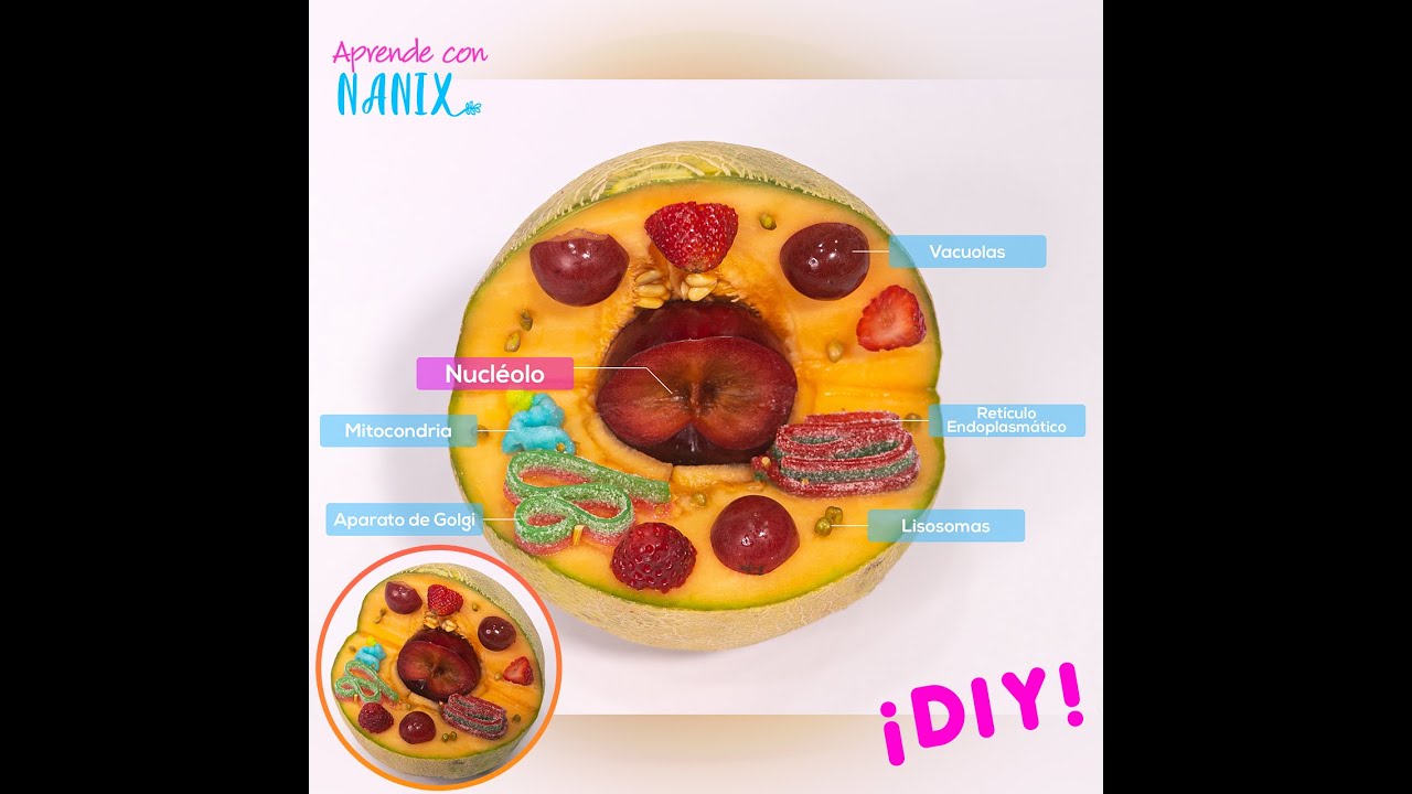 Célula Animal creada con frutas y dulces 🤯😋 DIY!