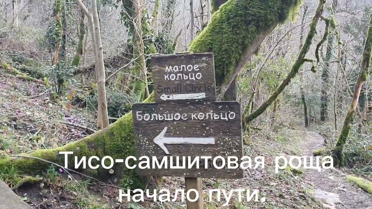 Тисо-самшитовая роща. Сочи. Начало пути. Малое кольцо. 