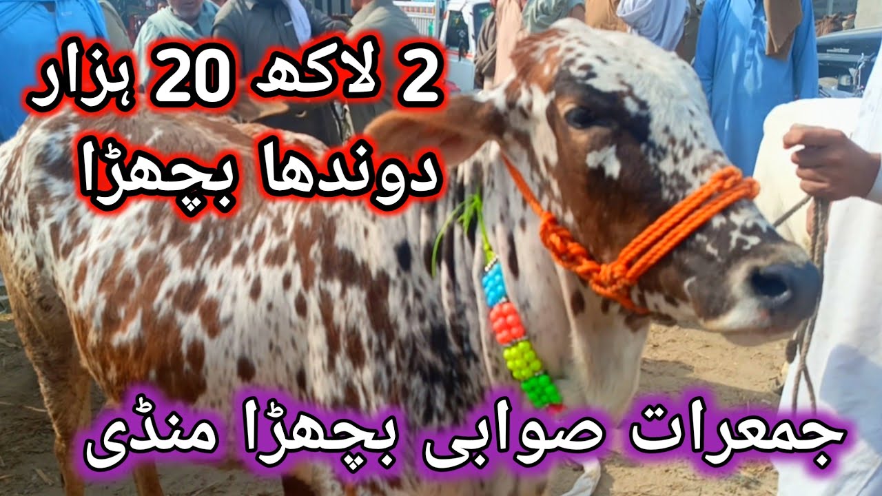 Thursday Swabi  Bachra Mandi  | Zarbast Cholistani Bachre