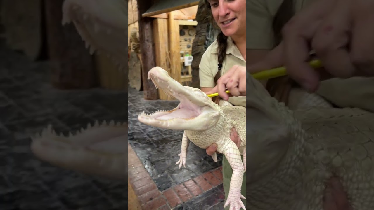 Аллигонг-альбинос УЛЫБАЕТСЯ во время купания 😳🐊🧼