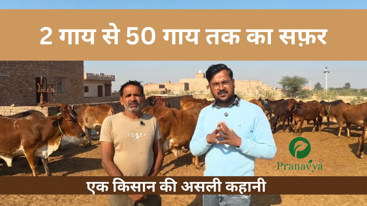 2 देसी गाय से 50 गायों तक | एक किसान की सच्ची कहानी | Rajasthan Dairy Success