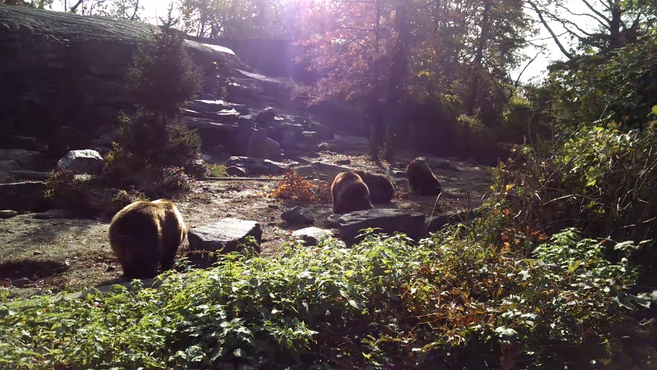 Grizzly Bears at Boogie Down Bronx Zoo since Monday, Nov. 12, 2018