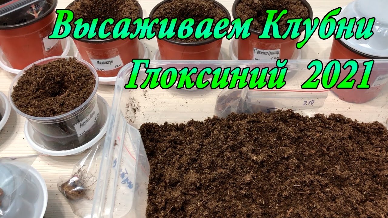 Высаживаем клубни глоксиний 2021