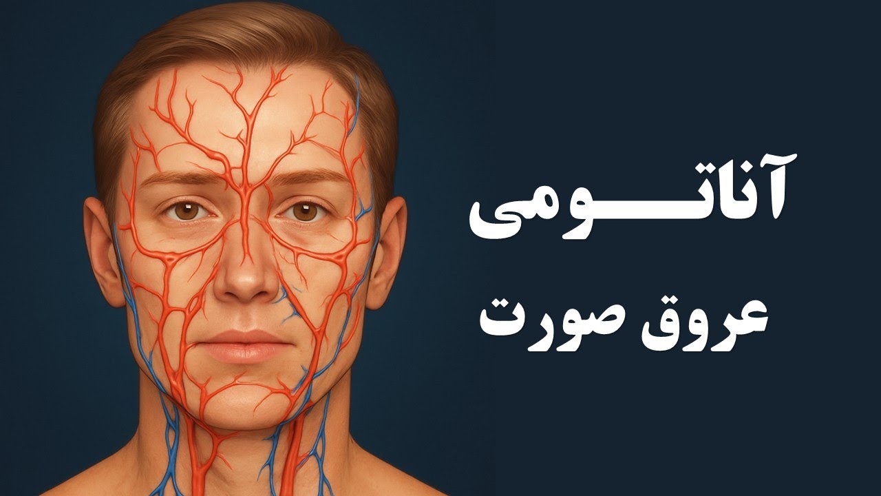 آناتومی: شریان و وریدهای صورت