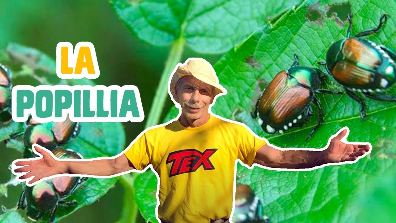 GIOVA LOVES NATURE 🌳 - EPISODIO SPECIALE – LA POPILLIA