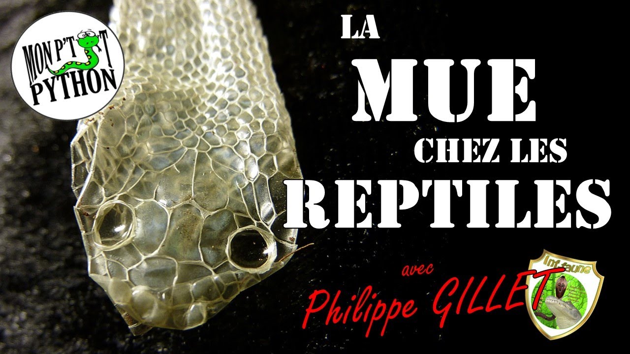Philippe GILLET nous parle de la MUE chez les REPTILES