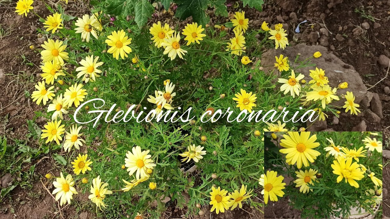 como tener hermosas flores de Glebionis coronaria  cuidados sencillos y m&aacute;s