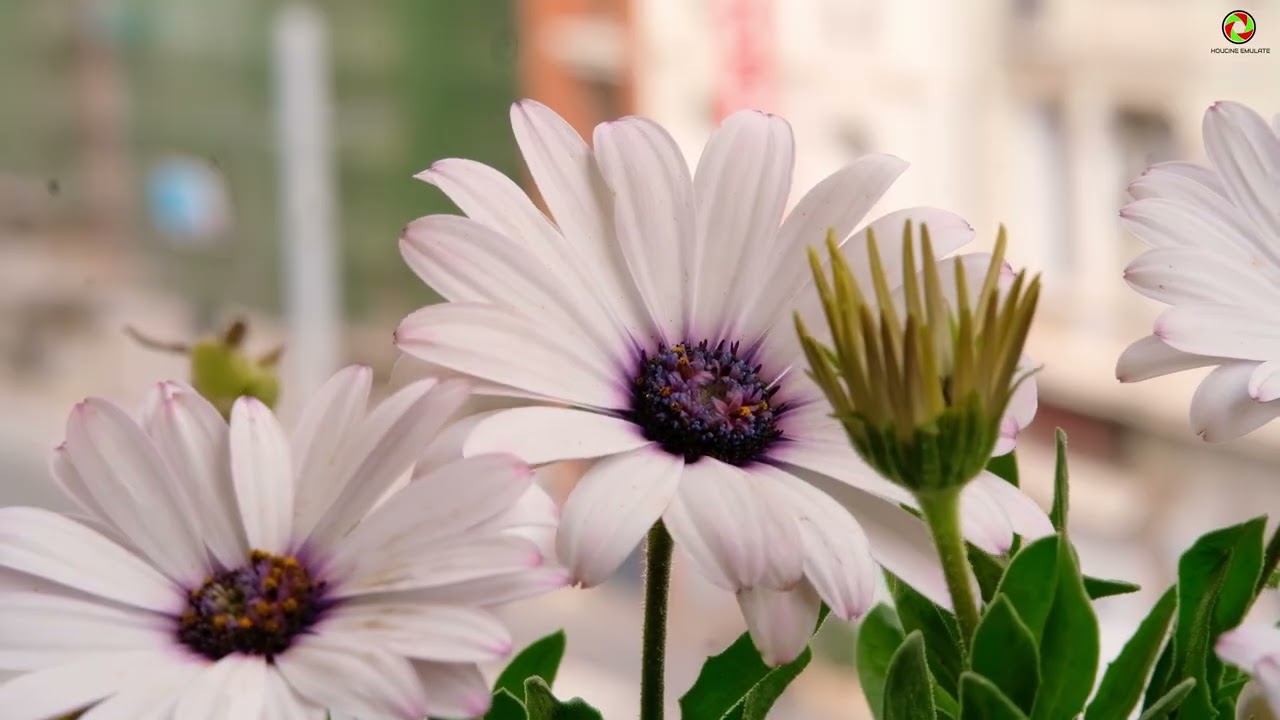 Osteospermum Cape Daisy White (Cape marguerite) - By (Houcine Emulate) 4K UHD