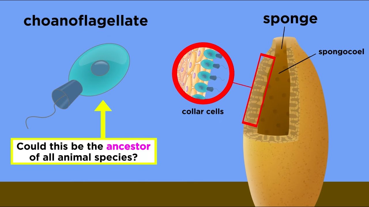 The Origin of Multicellular Life: Cell Specialization and Animal Development