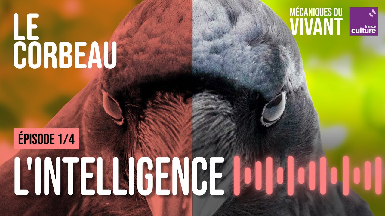 Pourquoi le corbeau est un oiseau de malheur (1/4) | Mécaniques du vivant, saison 3 : le corbeau