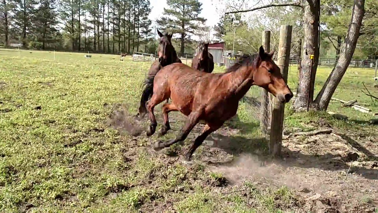 Horses running in pasture 4 15 17