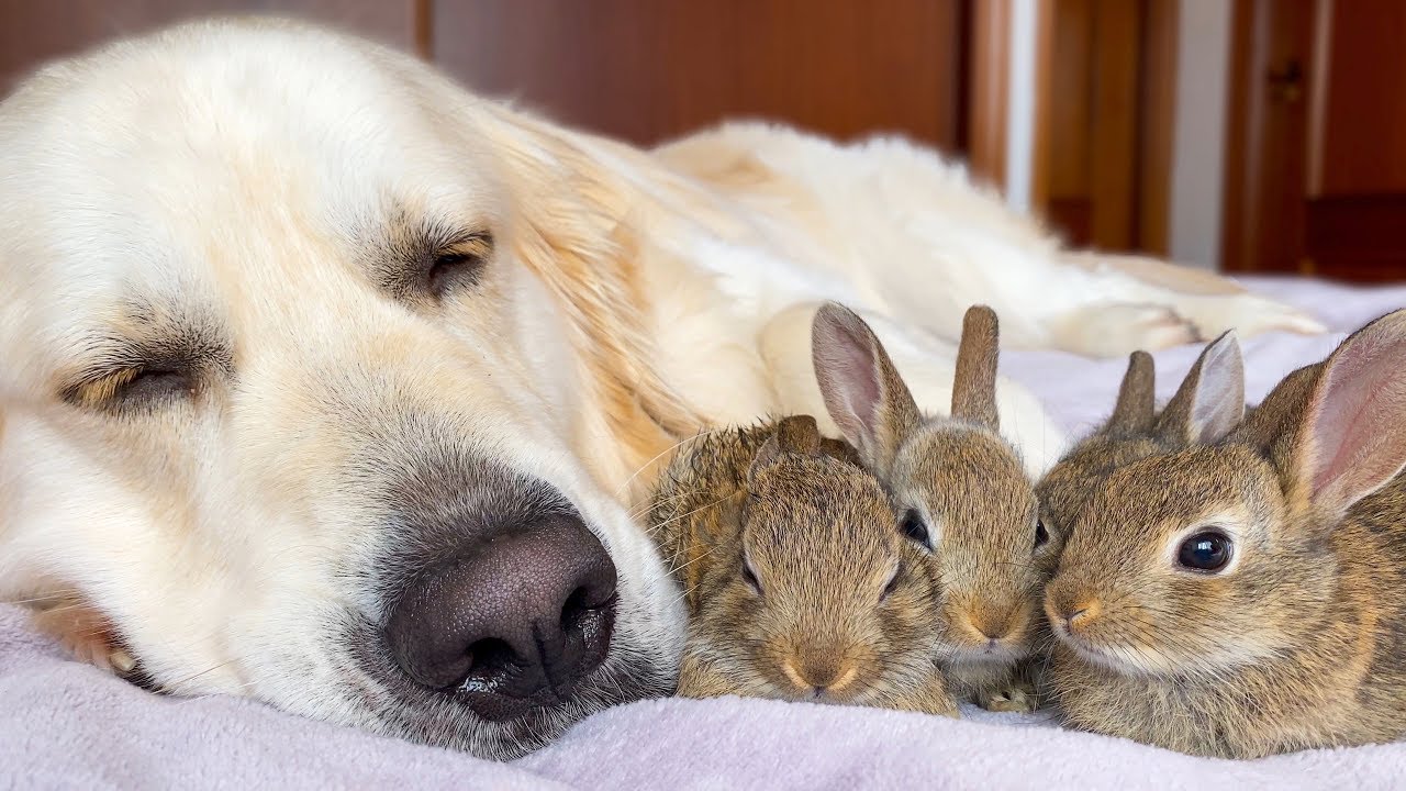 Golden Retriever and Baby Bunnies Sleep Together [Cuteness Overload]