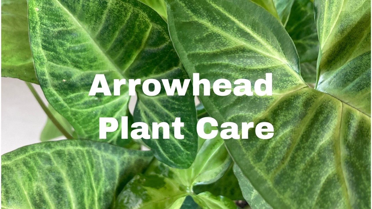 Arrowhead Vine 'Batik' Plant Care: What to Know