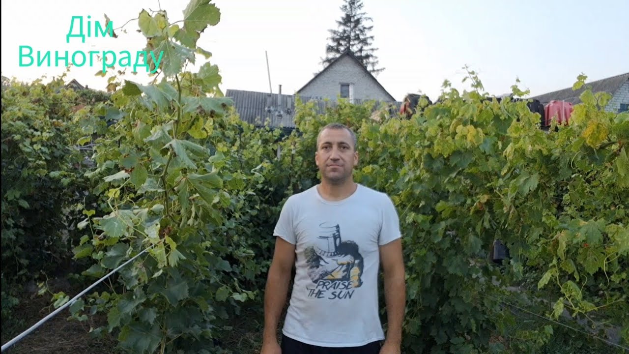 Виноград Сюзанна (Красна пуля)