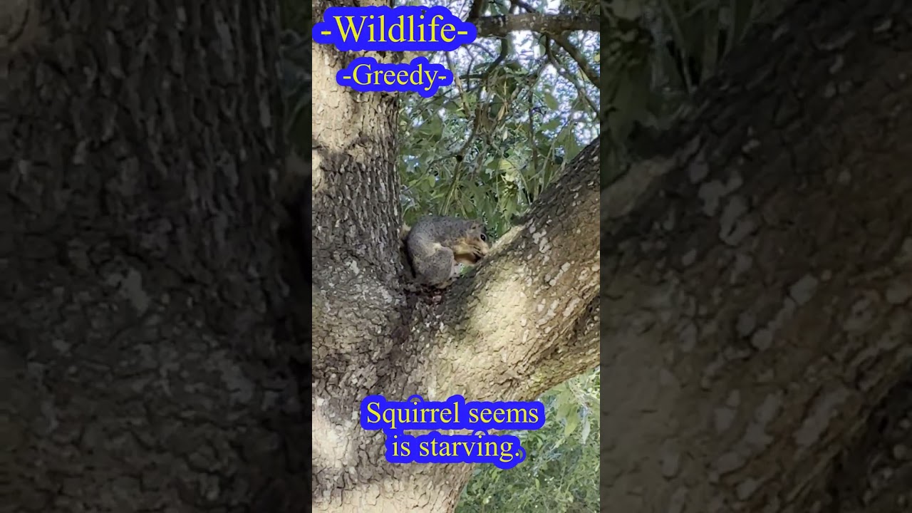 Wildlife story - #outdoors #nature #wildlife  #love