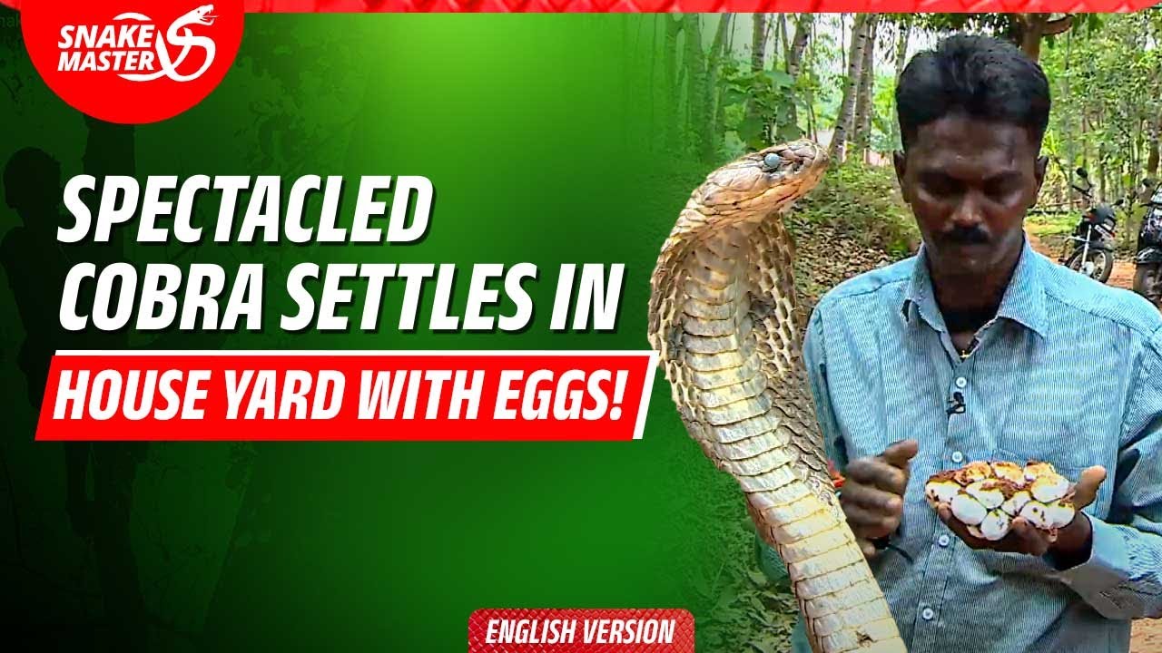 EP 46 | Spectacled Cobra Lays Eggs in House Yard! | Snake Master Rescue in Kollam