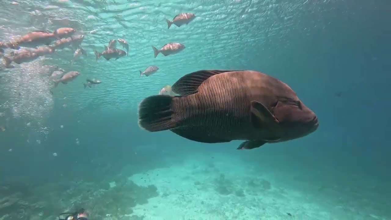 Diving in Raja Ampat with Papua Explorers Dive Resort , Sawandarek@papuaexplorersecoresortraj6788