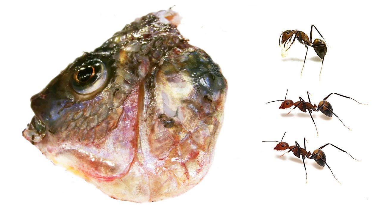 Ants vs Fish head Timelapse